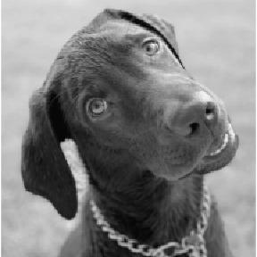 Headshot of Angus, a friendly therapy dog with a warm expression.